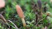MVN20210809-088310 Zwarte truffelknotszwam (Cordyceps ophioglossoides); Visch - Art Fotografie 2021