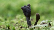 MVN20210809-088323 Zwarte truffelknotszwam (Cordyceps ophioglossoides); Visch - Art Fotografie 2021