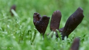MVN20210809-088334 Zwarte truffelknotszwam (Cordyceps ophioglossoides); Visch - Art Fotografie 2021