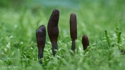 MVN20210809-088335 Zwarte truffelknotszwam (Cordyceps ophioglossoides); Visch - Art Fotografie 2021