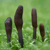 MVN20210809-088342 Zwarte truffelknotszwam (Cordyceps ophioglossoides); Visch - Art Fotografie 2021
