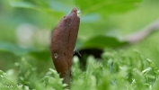 MVN20210809-088343 Zwarte truffelknotszwam (Cordyceps ophioglossoides); Visch - Art Fotografie 2021