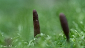 MVN20210809-088347 Zwarte truffelknotszwam (Cordyceps ophioglossoides); Visch - Art Fotografie 2021