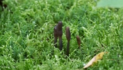 MVN20210809-088351 Zwarte truffelknotszwam (Cordyceps ophioglossoides); Visch - Art Fotografie 2021