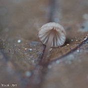 MVN20210809-088361 Roodsnedemycena (Mycena rubromarginata (Fr.) P. Kumm.); Visch - Art Fotografie 2021