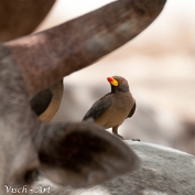 NMV20150116-73102 (c)Visch - Art Fotografie 2015