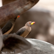 NMV20150116-73104 (c)Visch - Art Fotografie 2015