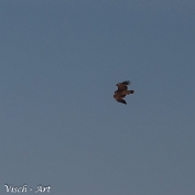 MVN20220420_092945 Arendbuizerd - Buteo rufinus (c) Visch - Art Fotografie 2022