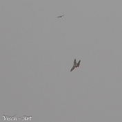 MVN20220424_094344 Arendbuizerd - Buteo rufinus (c) Visch - Art Fotografie 2022