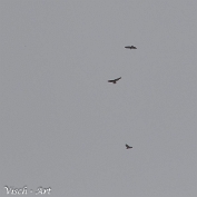 MVN20220424_094395 Arendbuizerd - Buteo rufinus (c) Visch - Art Fotografie 2022