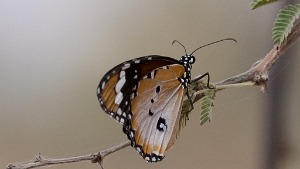 2015 Burkina Faso Natuur