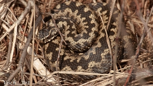 Reptielen en Amfibieën Reptiles still speak very much to people's imagination and fears, despite that I find them beautiful to see and to...