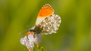 Vlinders Butterflies are so beautiful that photographing these gems is a pleasure every time