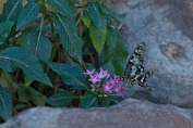 Astrid Visch Papilio demoleus - (c)Visch - Art Fotografie