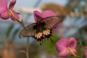 Astrid Visch Papilio Memnon Agenor - (c)Visch - Art Fotografie