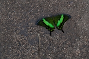 Astrid Visch Papilio palinurus - (c)Visch - Art Fotografie