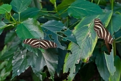 Astrid Visch Heliconius charithonia - (c)Visch - Art Fotografie