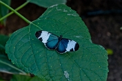 Astrid Visch Heliconius Sapho - (c)Visch - Art Fotografie