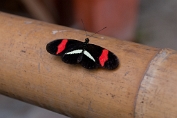 Astrid Visch Heliconius Melpomene - (c)Visch - Art Fotografie