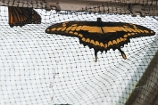 Astrid Visch Papilio cresphonte - (c)Visch - Art Fotografie