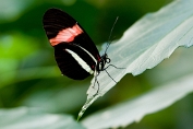 Michiel Visch Heliconius Melpomene - (c)Visch - Art Fotografie