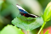 Michiel Visch Heliconius Sapho - (c)Visch - Art Fotografie