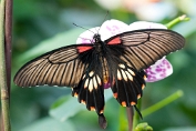 Michiel Visch Papilio Memnon Agenor - (c)Visch - Art Fotografie