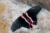 Michiel Visch Papilio rumanzovia - (c)Visch - Art Fotografie