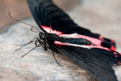 Michiel Visch Papilio rumanzovia - (c)Visch - Art Fotografie