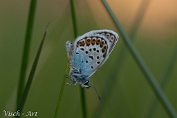 NMV20190617-108666 Heideblauwtje (c)Visch - Art Fotografie