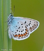 NMV20190617-108672 Heideblauwtje (c)Visch - Art Fotografie