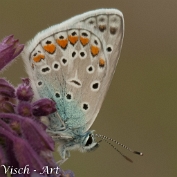 NMV20190709-99857 Heideblauwtje (c)Visch - Art Fotografie