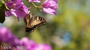 NMV20190909_100052 Koninginnepage Kroatië (c)Visch - Art Fotografie