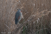 MVN20220402-082155 Purper reiger Spanje - Visch - Art 2022