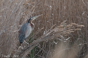 MVN20220402-082161 Purper reiger Spanje - Visch - Art 2022