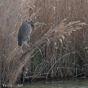 MVN20220402-082175 Purper reiger Spanje - Visch - Art 2022