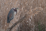 MVN20220402-082196 Purper reiger Spanje - Visch - Art 2022