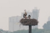 NMV20190615-108306 Ooievaar op nest (c)Visch - Art Fotografie