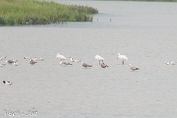 NMV20190615-108327 Lepelaars, Kokmeeuwen, Zilvermeeuwen (c)Visch - Art Fotografie
