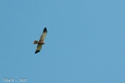 NMV20190615-108433 Bruinekiekendief (c)Visch - Art Fotografie