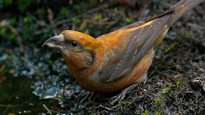 Hoge Veluwe