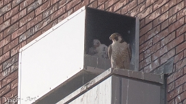 Nieuwe foto's The last pictures of the moment, not categorized but interesting enough to show yet!!!!